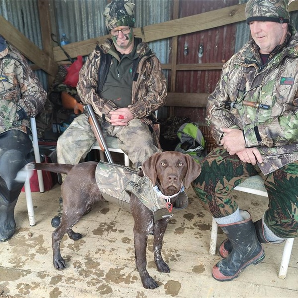 Transporting farm & hunting dogs across Cook Strait