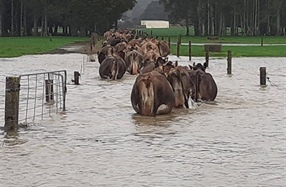 Flooding - Power Cuts and Missed Milkings