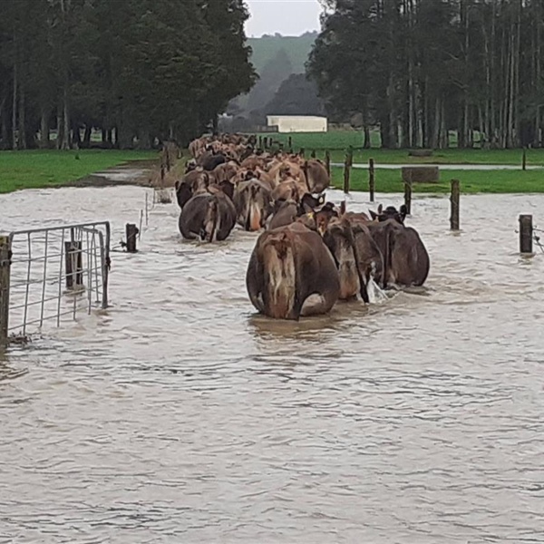 Flooding - Power Cuts and Missed Milkings