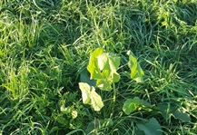 Velvetleaf Weed Management