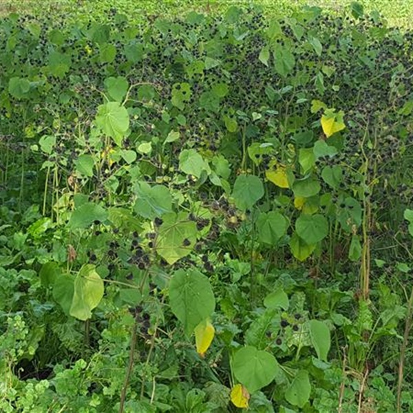 Velvetleaf Weed Management