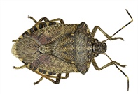 Stink Bug Campaign Ramps Up