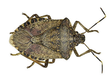 Stink Bug Campaign Ramps Up