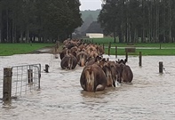 Flooding - Power Cuts and Missed Milkings