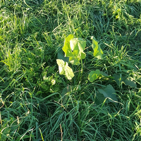 Velvetleaf Weed Management