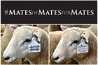 Mates of Mates for Mates (#MOM4M) Hawkes Bay A&P Rural Roundup -  Hawke's Bay