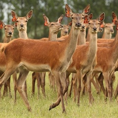 Deer Industry Conference 2025 - Queenstown, Central Otago