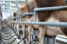 Milking during COVID19 - advice from DairyNZ