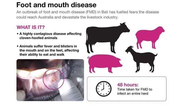 Foot-and-mouth disease fragments detected at Australian border