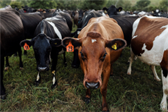 Testing for Mycoplasma Bovis stepped up with new strain